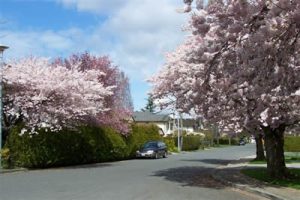 Pressure Washing Richmond